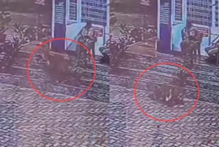 leopard attacked dog  leopard attack in Raiwala haridwar  പുലിപ്പേടി  പുലി ആക്രമണം ഹരിദ്വാർ  റായ്‌വാല പുലിശല്യം  രാജാജി ടൈഗർ റിസർവ്  റായ്‌വാല പൊലീസ് സ്റ്റേഷൻ  പുലിശല്യം