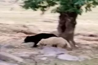 White bear in chhattisgarh