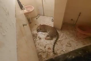 Rescue of Panther in Toilet