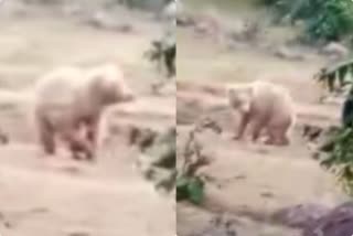 White bear in marwahi: ଛତିଶଗଡ ଜଙ୍ଗଲରେ ଧଳା ଭାଲୁ, ଦେଖନ୍ତୁ ଭିଡିଓ