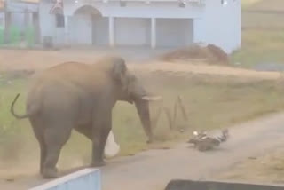 Elephant slams and destroys bike in Ranchi's Tamar