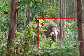 Jumbos high on local liquor enjoy deep sleep in the forest