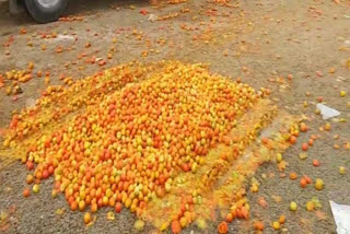 Tomato crop