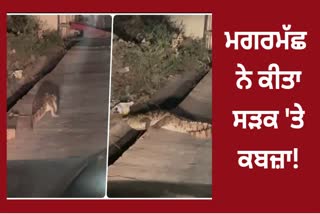 CROCODILE ON UDAIPUR STREETS VIRAL VIDEO