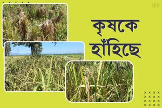 Experimental farming in Dhemaji