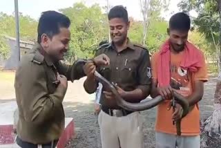 chhindwara Sand Boa Snack