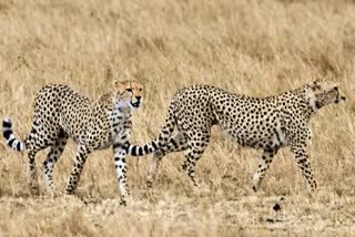 MP Kuno National Park cheetahs
