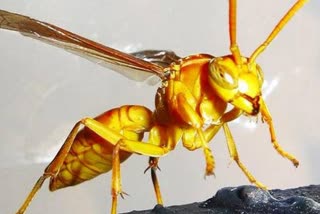 Child dies due to wasps attack in kapkot bageshwar