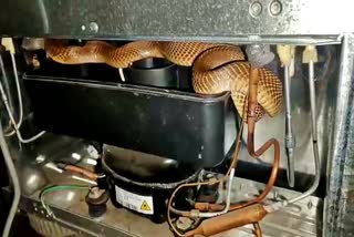 cobra-rescued-in-tumkur