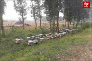 GM Seeds Effect on Honey Production, Side Effects of GM Seed