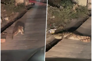 A crocodile from Udaipur, the city of lakes, occupied the road. In the dark, this crocodile kept walking very comfortably. Now this video of him is being watched with great fervor on the social platform. In this video, this big creature is seen crawling on the road.