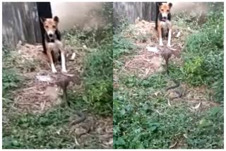 Female dog fight with snake in Marwahi