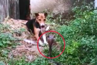 female-dog-fight-with-snake-in-marwahi-doggy-fought-with-snake-to-save-children-gaurela-pendra-marwahi-news