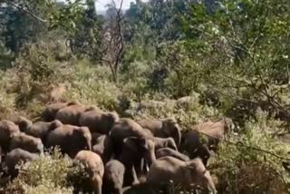 Herd of wild elephants at Bermo Subdivision of Bokaro