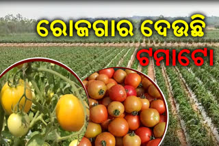 successful farmer cultivates tomato in nabarangpur