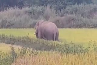 wild elephant crushed child to death in Seraikela