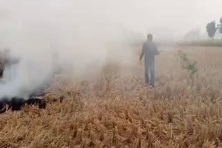 stubble burning news in sirsa