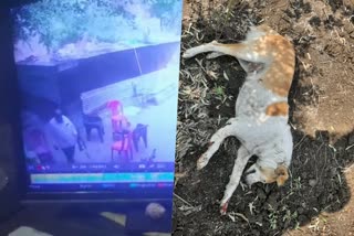 neighbors dog barked  dog was shot dead  dog was shot dead in maharastra  dog dead  dog killing  latest news in maharastra  latest news today  latest national news  അയല്‍ക്കാരന്‍റെ നായ നേര്‍ക്കുനോക്കി കുരച്ചു  നായയെ വെടിവെച്ചു കൊന്നയാള്‍ പിടിയില്‍  നായയെ വെടിവെച്ചു  രാംരാജ് കര്‍ബാരി ഗോല്‍വി  ഏറ്റവു പുതിയ ദേശീയ വാര്‍ത്ത  ഇന്നത്തെ പ്രധാന വാര്‍ത്ത  മഹാരാഷ്‌ട്ര ഏറ്റവും പുതിയ വാര്‍ത്ത