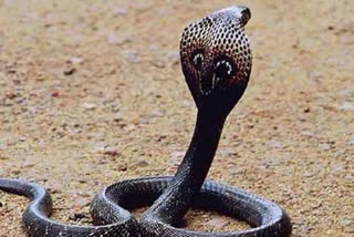 cobra snake missing from Dehradu Zoo