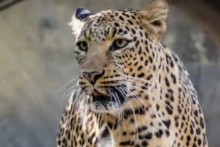 Umaria Leopard dies due to electrocution