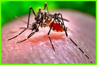 Dengue cases rise in Assam