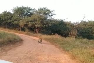 Leopard seen roaming in Kuno National Park