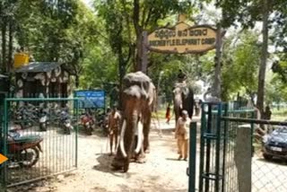 elephant died in Shivamogga