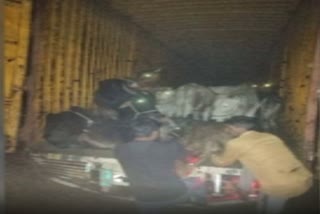 police caught container filled with 38 cows