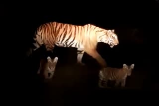 tigress saw with cubs at Satpura tiger reserve