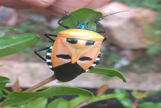 Hitler faced  stink bugs spotted in Gadag