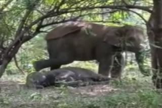 Elephant gave birth calf in Bokaro