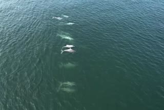 Free roaming of dolphins in Bhatye sea in Ratnagiri captured on drone camera