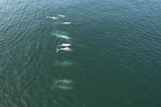 Pod of dolphins in Bhatye sea caught on drone camera