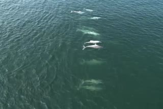 dolphins-found-in-bhatye-sea-in-ratnagiri