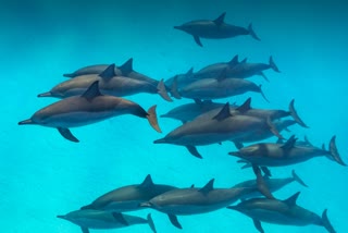 Dolphins at Bhatye Sea