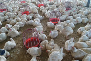 poultry farm