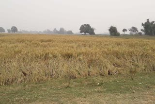 Punjab government big initiative by taking important steps in the management of stubble