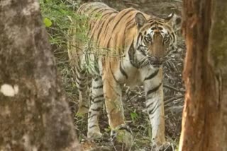 tiger release in madhav national park in january