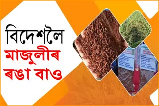 Majuli red bao rice exports to the world market