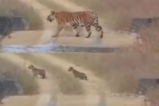 Tigress seen walking with three cubs