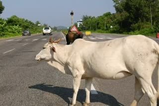 Stray cattle are menace on several roads in Karwar