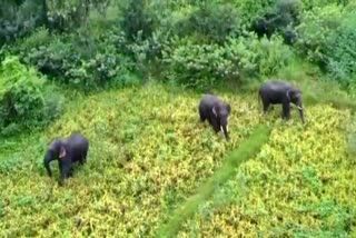 wild elephants damage crops in anekal