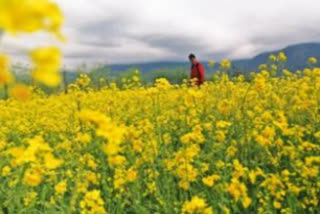 GM mustard sown in 6 field trial plots