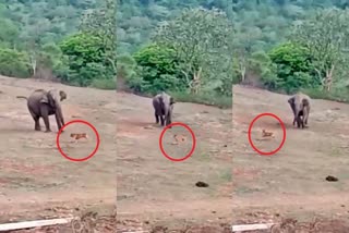 dog-elephant-fight-in-ramanagara