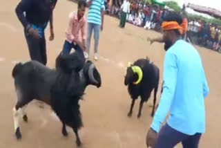 davanagere is a hot spot for sheep fighting