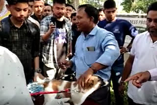 vaccination of rabies in bokakhat