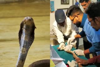 cobra snake surgery in chhindwara