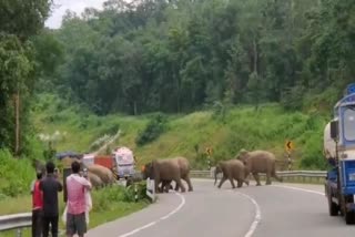 Panic of elephants in Korea