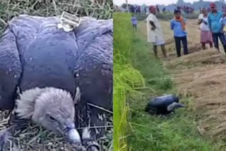 Vulture with GPS device rescued in Bihar's Darbhanga