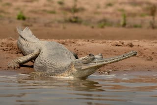 Crocodile attacks teenager in Bundi